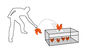 focus-bird-handling